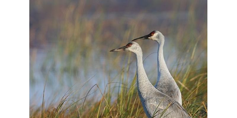 Study committee on sandhill cranes fine tunes legislative proposals in penultimate meeting