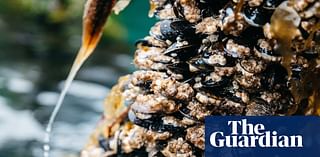 Weatherwatch: sea temperature model could guard against shellfish poisoning