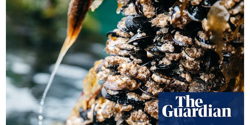 Weatherwatch: sea temperature model could guard against shellfish poisoning