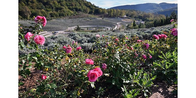 1.3 Lakh Lavender Plants Adorn "Starry Night" Themed Bosnian Park