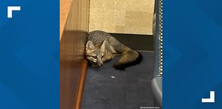 Wild fox breaks into federal courthouse in downtown area, found after 'successful standoff'