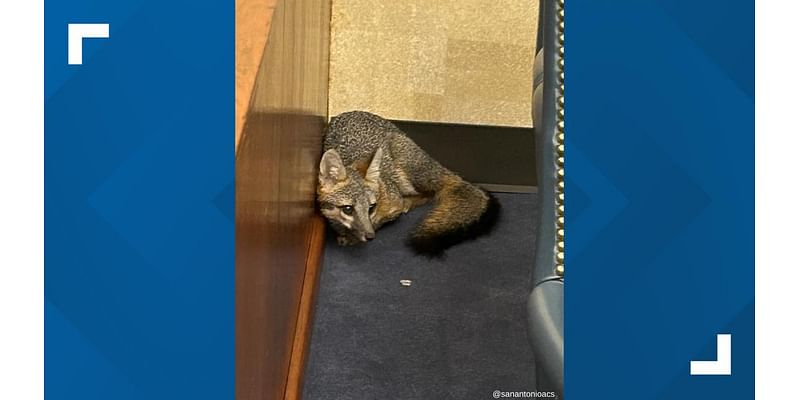 Wild fox breaks into federal courthouse in downtown area, found after 'successful standoff'