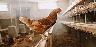 Avian flu is killing chickens at Pasco-area poultry operation. More being euthanized