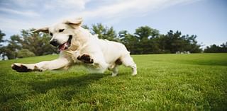 Guide To North Texas Dog Parks