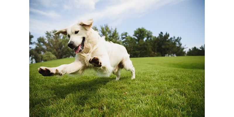 Guide To North Texas Dog Parks