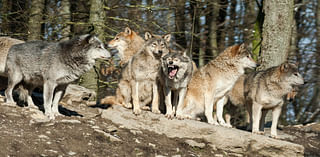 If Feds De-List Wolves, Will Other States Follow…