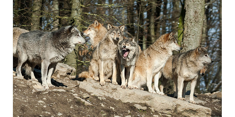 If Feds De-List Wolves, Will Other States Follow…