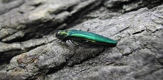 Emerald ash borer, deadly to ash trees, confirmed in Lakewood