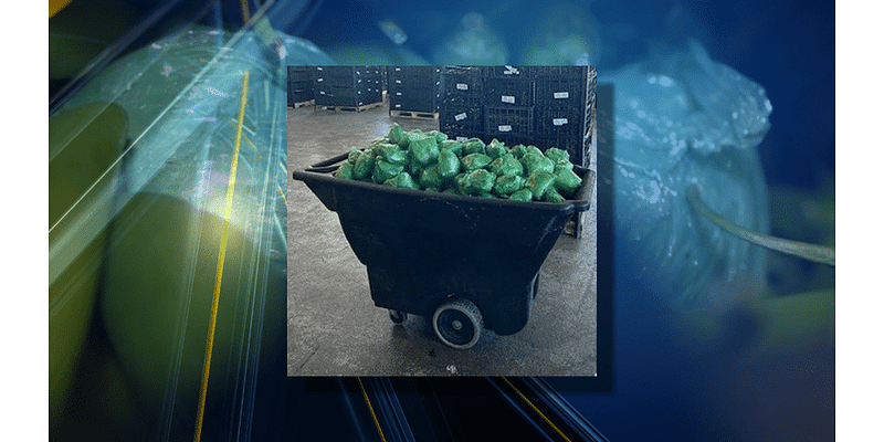 Serrano peppers used to hide $31M worth of meth, CBP said