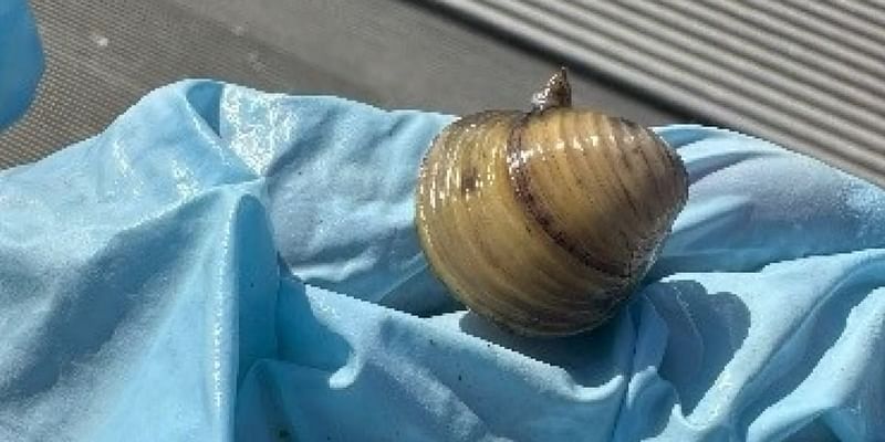 Invasive clam discovered in Lake Champlain