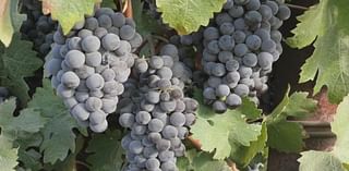 Swing in temperatures poses challenges for Lodi grape growers