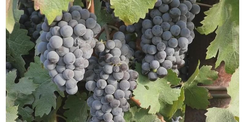 Swing in temperatures poses challenges for Lodi grape growers