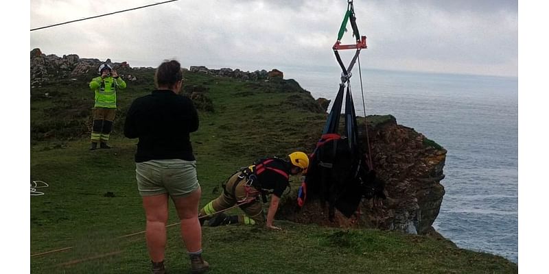 Firefighters need crane to rescue stricken cow - after the bungling bovine survives falling 100ft off a CLIFF