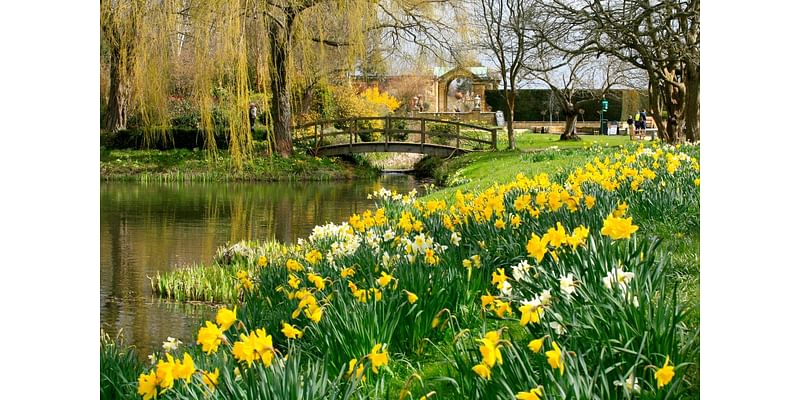 Daffodils to plant for a dazzling spring display