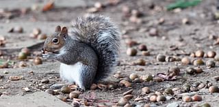 Ask Ellen: Why am I getting so many acorns this year?