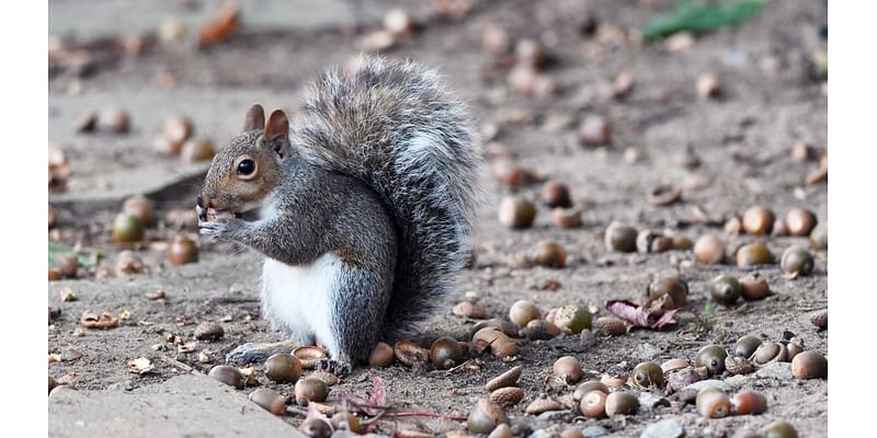 Ask Ellen: Why am I getting so many acorns this year?