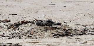 Mystery after hundreds of ‘toxic’ tar balls appear on beaches