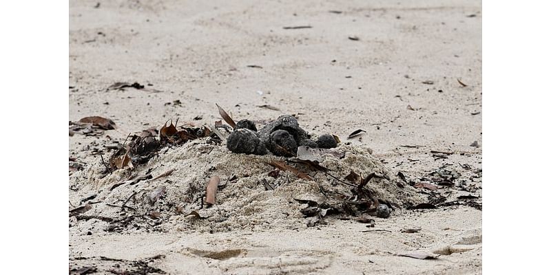 Mystery after hundreds of ‘toxic’ tar balls appear on beaches