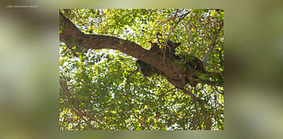 Bear cub spotted in tree outside Southern California high school