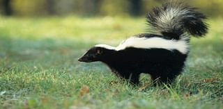 Two skunks in Land Park found to have rabies; one person bitten