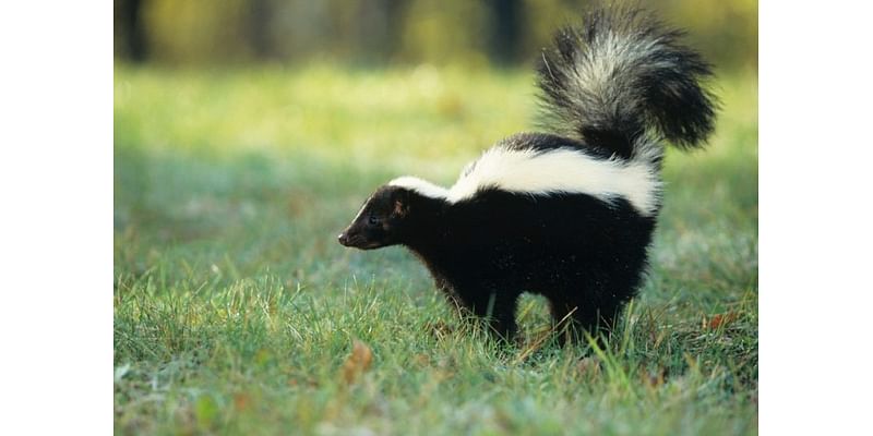 Two skunks in Land Park found to have rabies; one person bitten