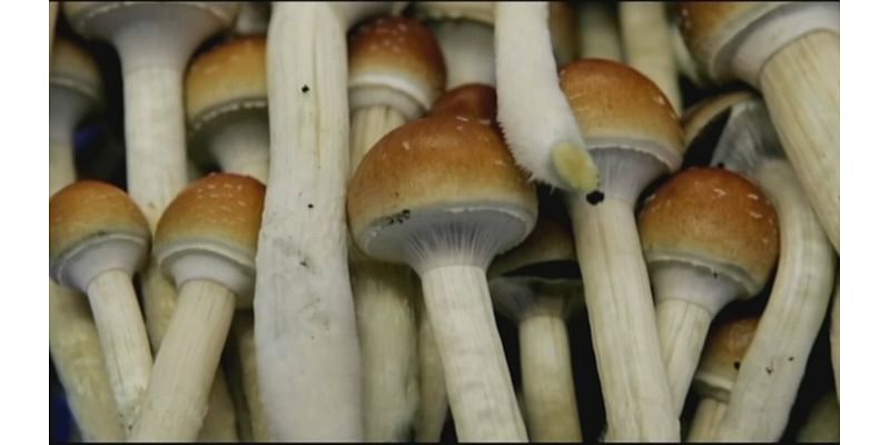 Mass. Question 4: Should some psychedelic drugs be legal?