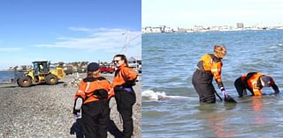 Dead minke whale removed from South Shore beach