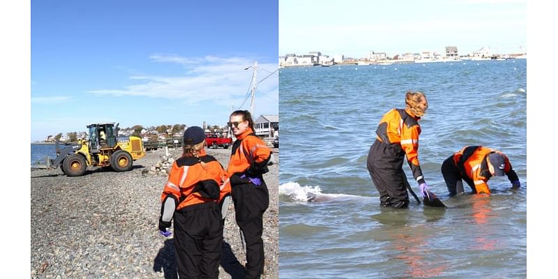 Dead minke whale removed from South Shore beach