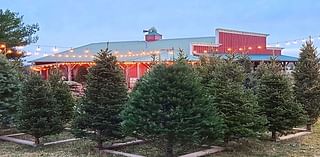 Central IL Christmas tree farms: ‘Spruce’ up your holiday decor