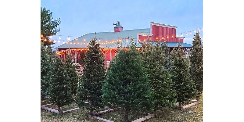 Central IL Christmas tree farms: ‘Spruce’ up your holiday decor