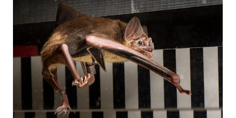 Vampire bats have a really strange way of getting energy, scientists discover after putting them on treadmills