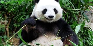 Two giant pandas from China set to arrive at Washington's National Zoo