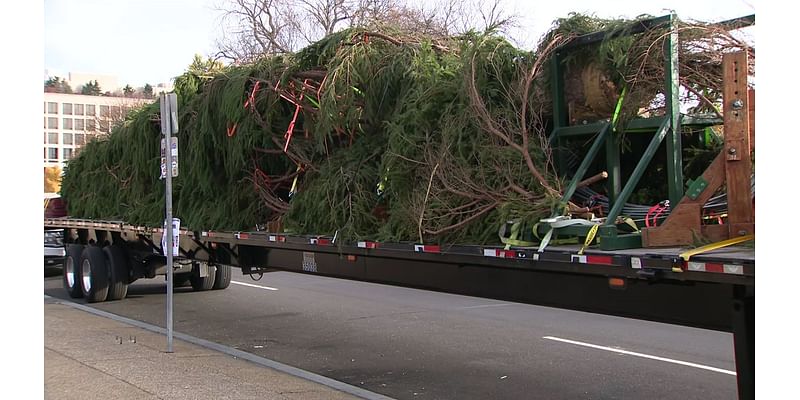 Truckers to haul US Capitol Christmas Tree from Alaska to DC on annual big-rig journey