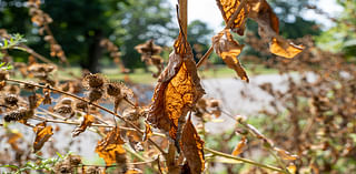 Drought conditions in NYC: When will it rain?