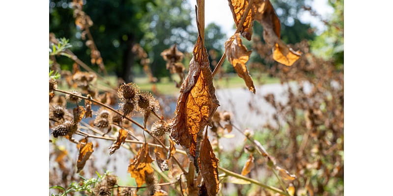 Drought conditions in NYC: When will it rain?