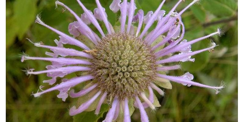 Central Illinois nature preserves awarded state grants