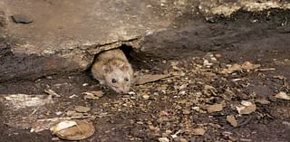 Here are the most ‘rodent-infested’ cities in the US