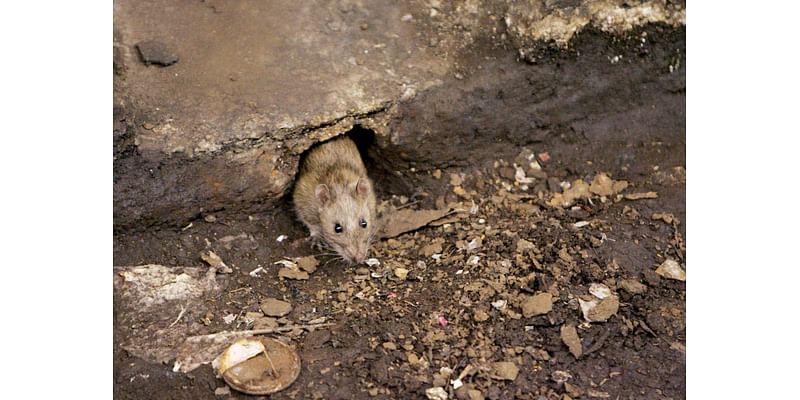 Here are the most ‘rodent-infested’ cities in the US