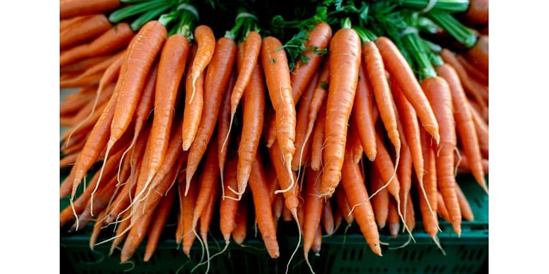 E. coli outbreak linked to organic carrots in Pennsylvania