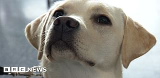 Guide dog puppies learn new tricks at The Deep aquarium in Hull