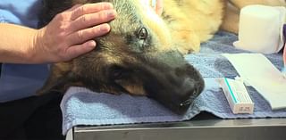 Vets share tips to identify pet pain