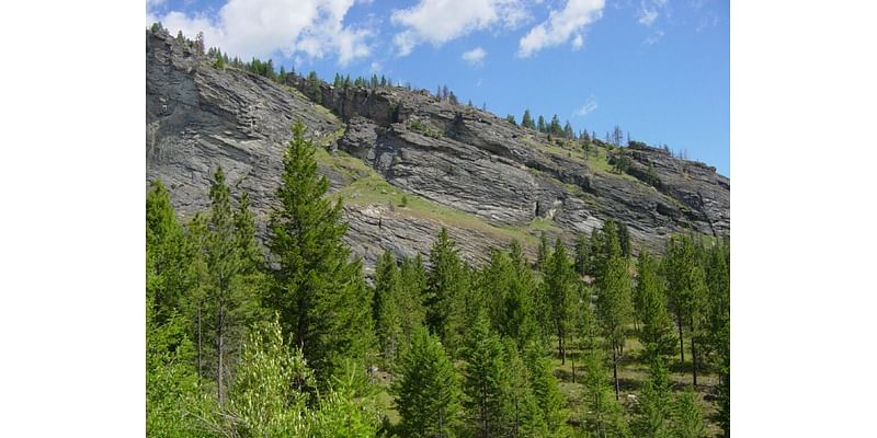 Gold Butterfly logging project threatens endangered species