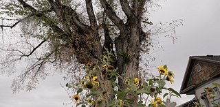 After tree lasts more than 100 years, Bozeman man seeks to keep it living on as wood products