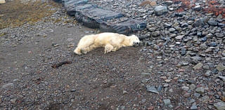 A polar bear was spotted on the shores of Iceland for the first time in 8 years. It was shot dead by police.