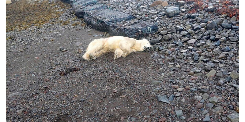 A polar bear was spotted on the shores of Iceland for the first time in 8 years. It was shot dead by police.