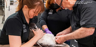 Endangered African penguin chick thriving after surgery at California Academy of Sciences in SF