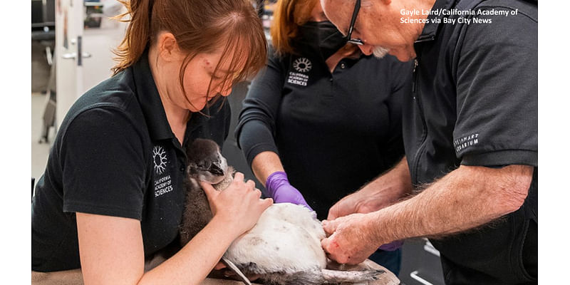 Endangered African penguin chick thriving after surgery at California Academy of Sciences in SF