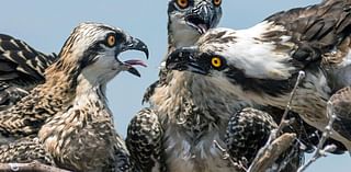 Colonial Beach's osprey season was 'a disaster'