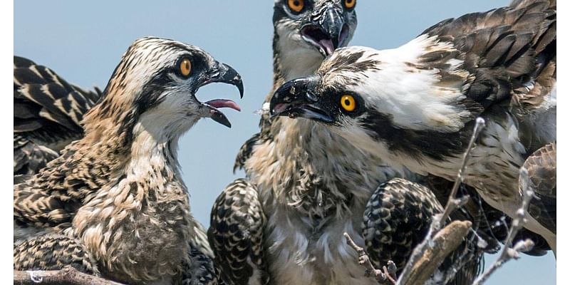 Colonial Beach's osprey season was 'a disaster'