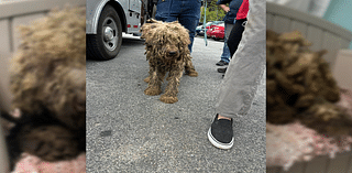 Couple charged after over a dozen pets found suffering in Blair County home